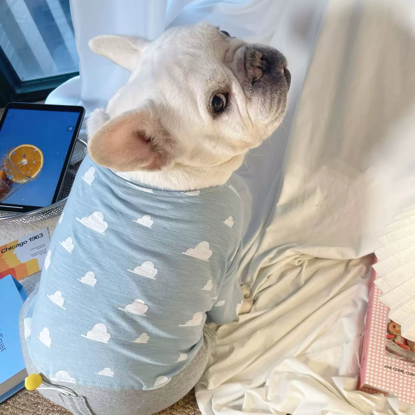Dog Sring Autumn Onesie PJs DoglightblueandyellowonesiepajamasformediumdogsbyFrenchiely_4