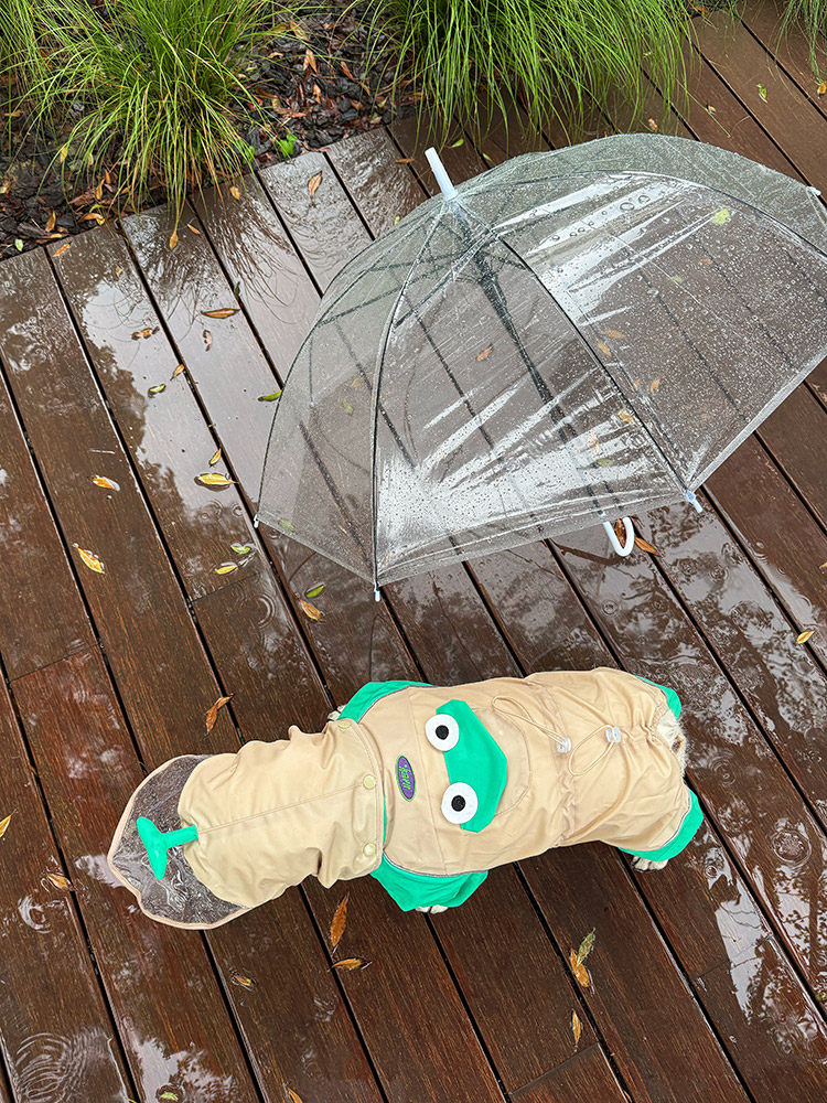 French Bulldog Frog Raincoat FrenchBulldogFrogRaincoatbyFrenchiely_2