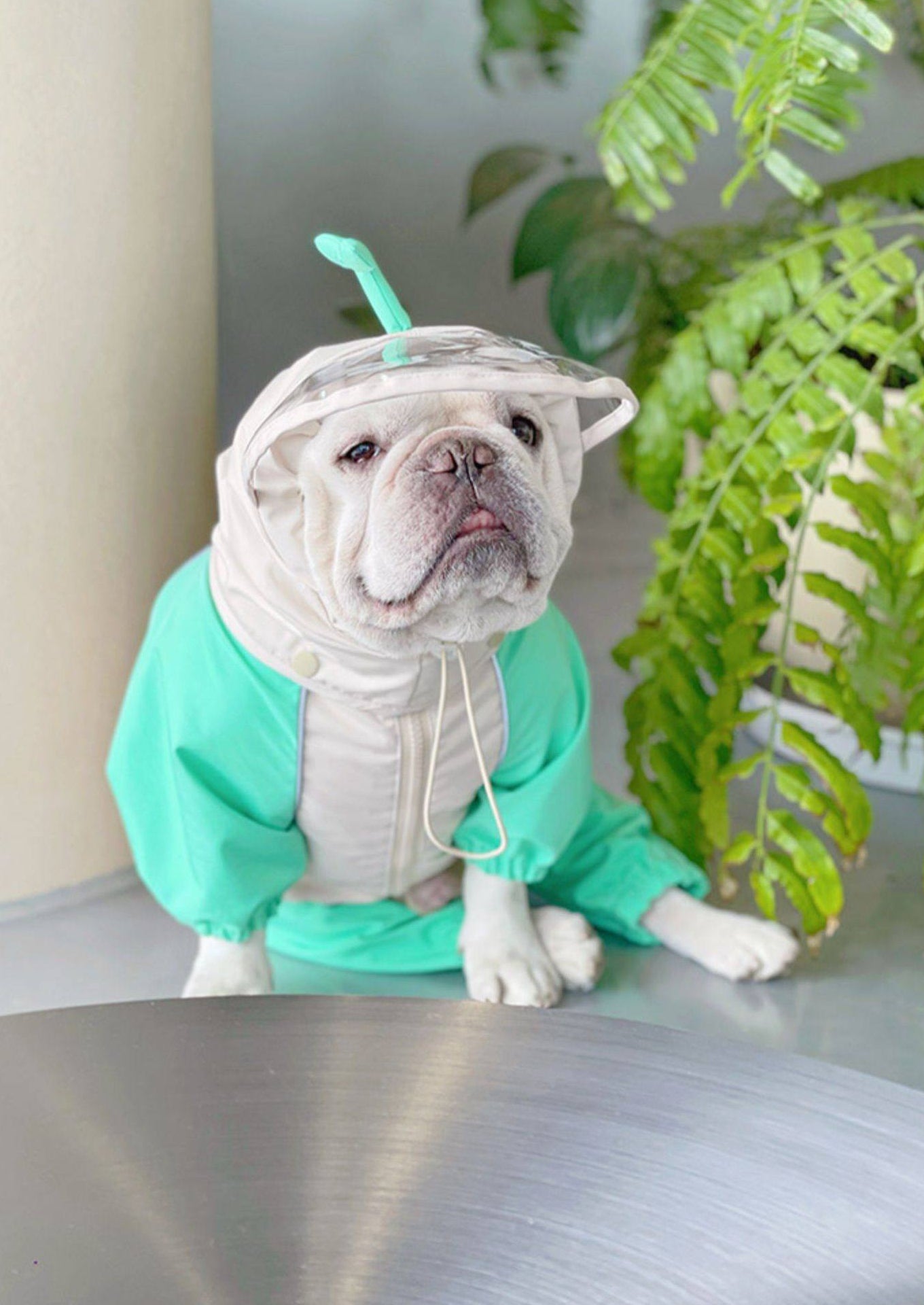 French Bulldog Frog Raincoat FrenchBulldogFrogRaincoatbyFrenchiely_5