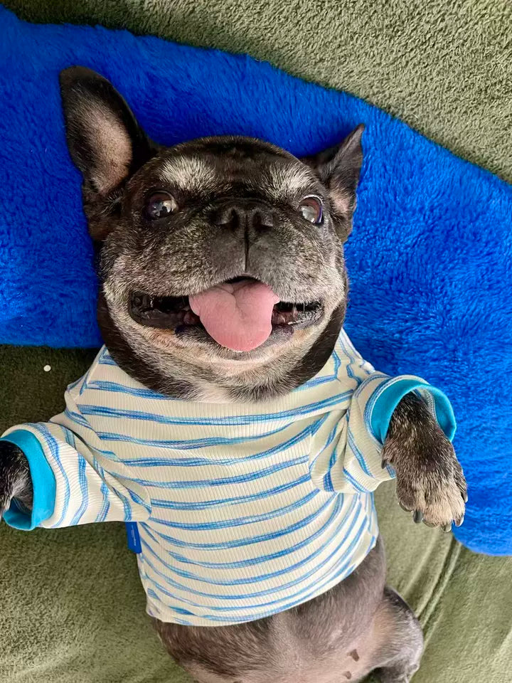 Stretchy Pocket Shirt FrenchBulldogSpringAutumnshirtwithpocketbyFrenchiely_3