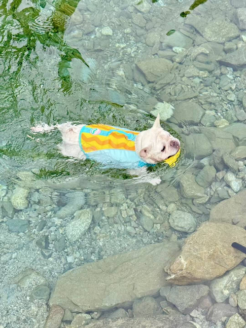 Bulldog Swim Lifejacket FrenchBulldogSwimLifejacketTrunkbyFrenchiely_17