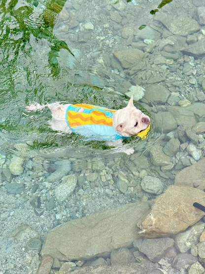 Bulldog Swim Lifejacket FrenchBulldogSwimLifejacketTrunkbyFrenchiely_17