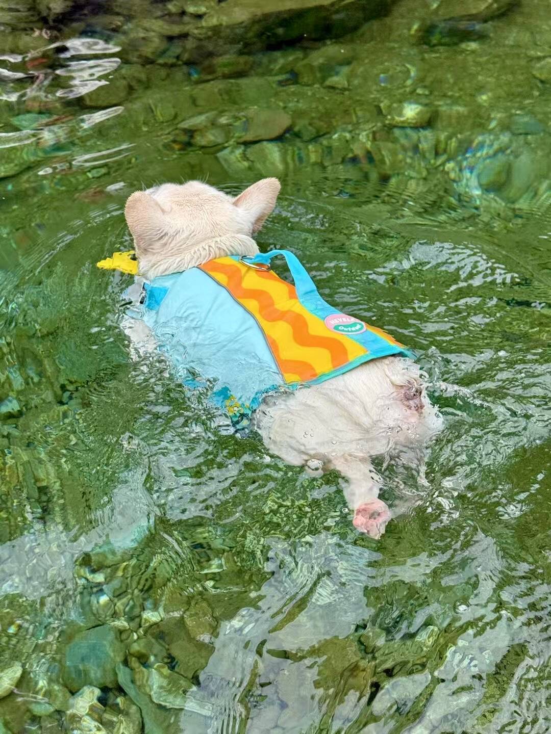 Bulldog Swim Lifejacket FrenchBulldogSwimLifejacketTrunkbyFrenchiely_21