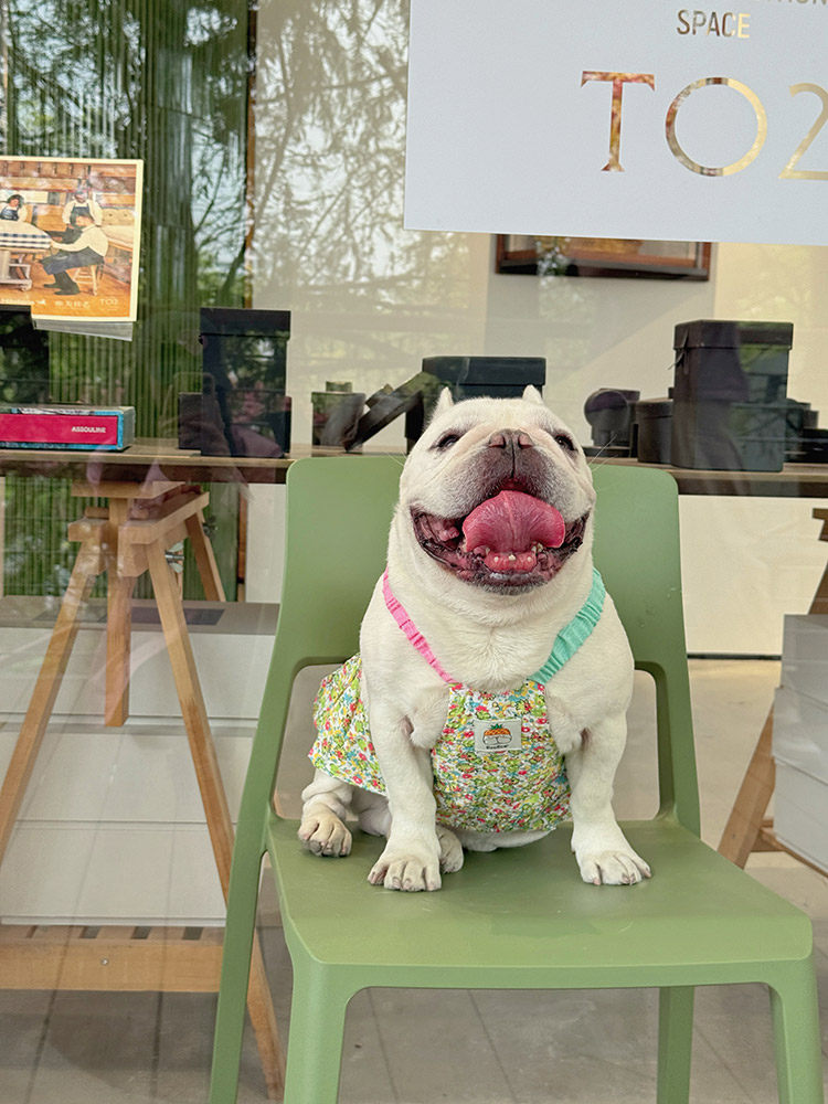 Summer Floral Dress with Pink Pin FrenchBulldogsummergreenfloraldresswithpinkflowerpinbyFrenchiely_13