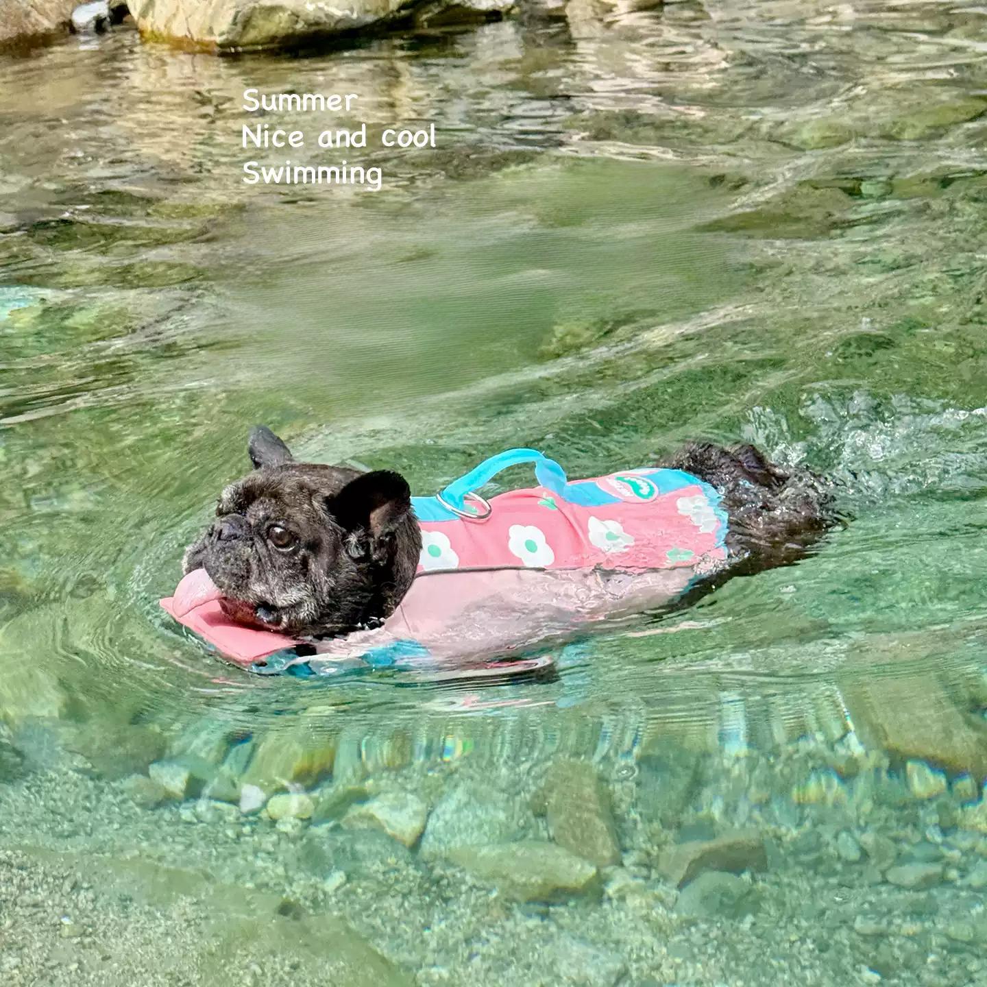 Bulldog Swim Lifejacket FrenchBulldogsummerswimtrunklifejacketbyFrenchiely_1