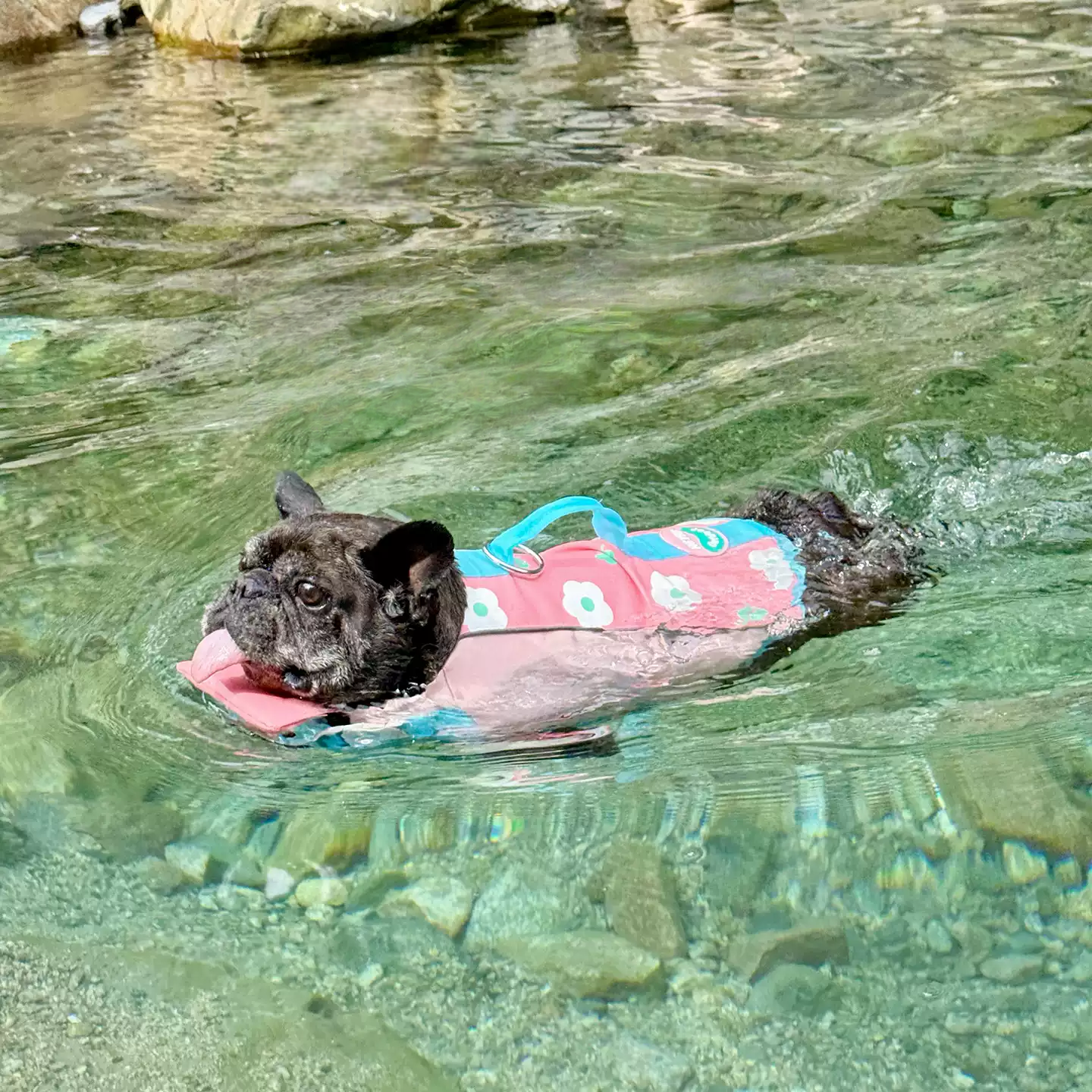 Bulldog Swim Lifejacket FrenchBulldogsummerswimtrunklifejacketbyFrenchiely_1