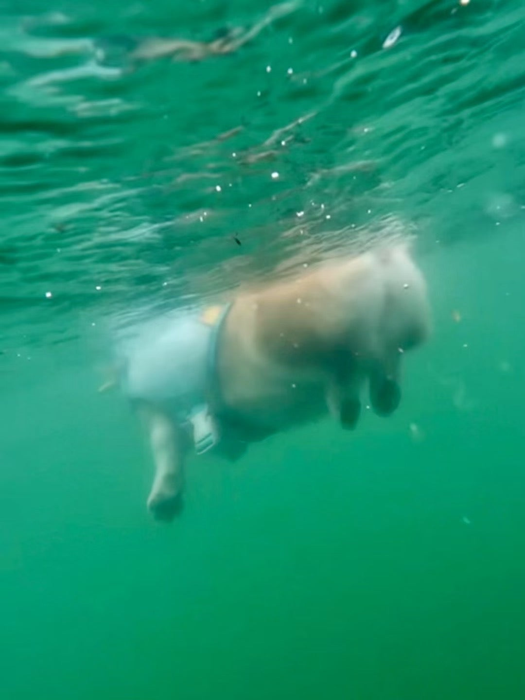 Bulldog Swim Lifejacket French_Bulldog_Swim_Lifejacket_by_Frenchiely.com