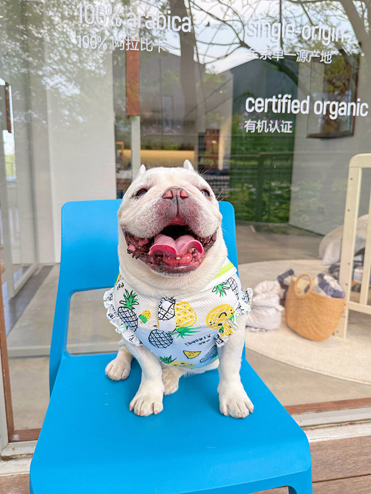 Dog Summer Mesh Pineapple Shirt