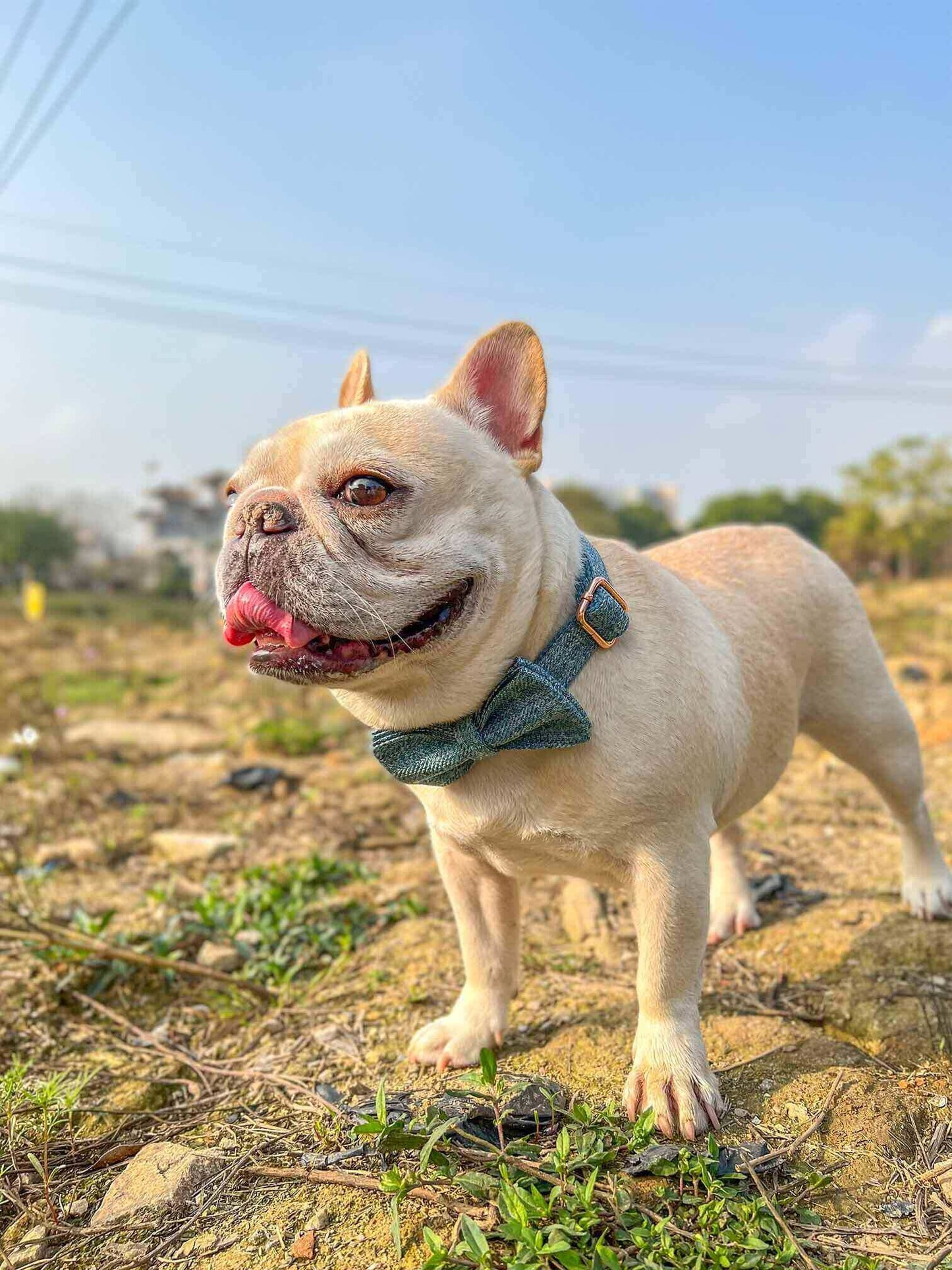 Dog Blue Collar - Frenchiely