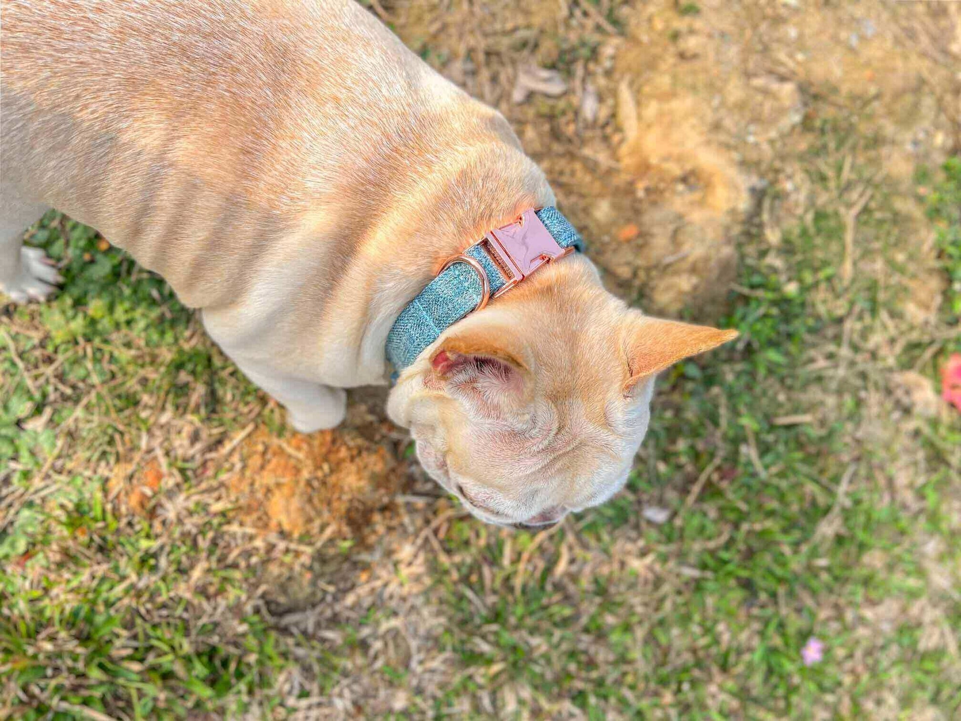Dog Blue Collar - Frenchiely