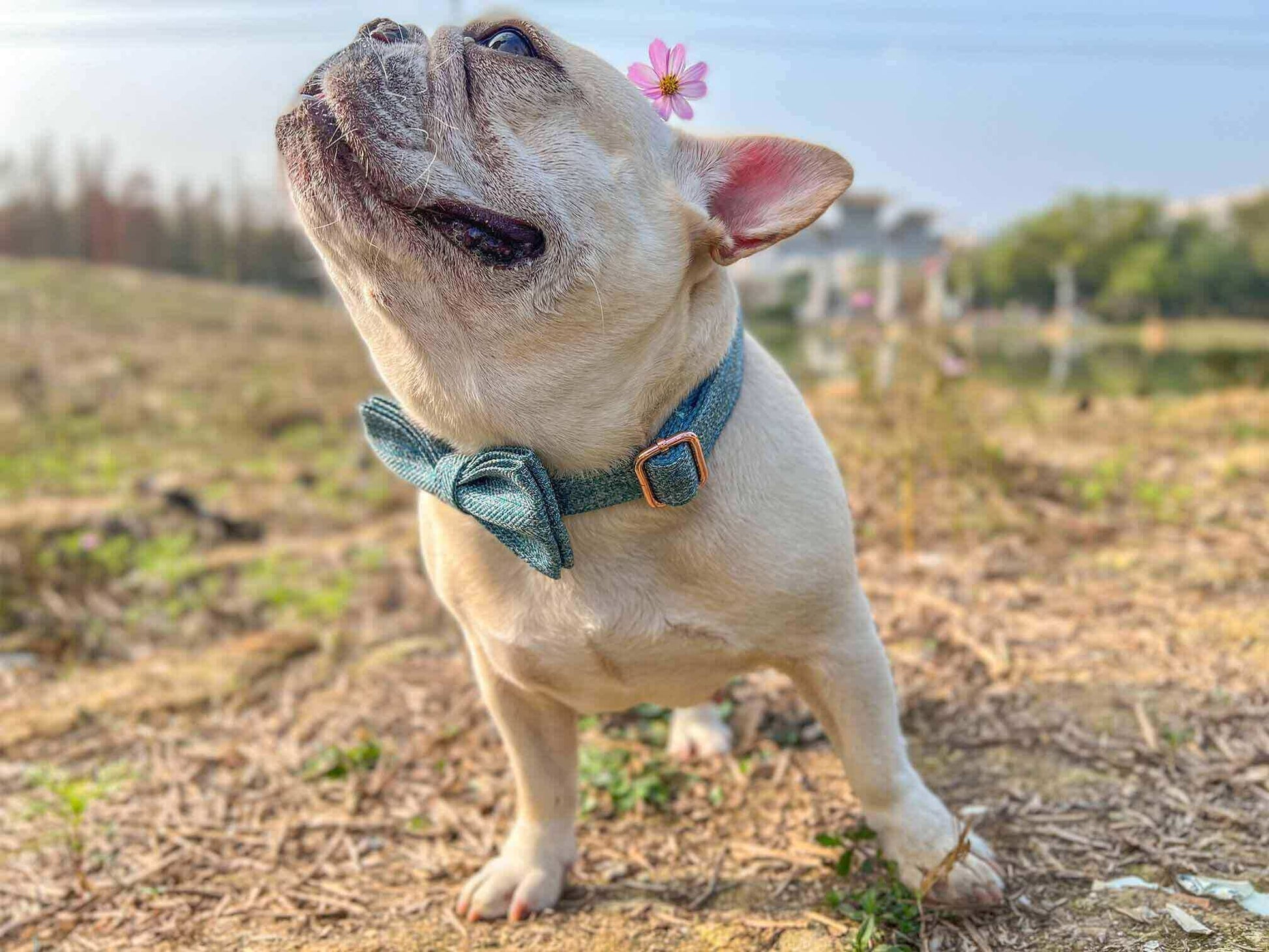 Dog Blue Collar - Frenchiely