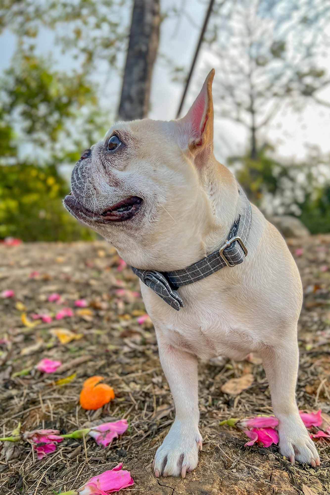 Dog Grey Plaid Leash Set - Frenchiely