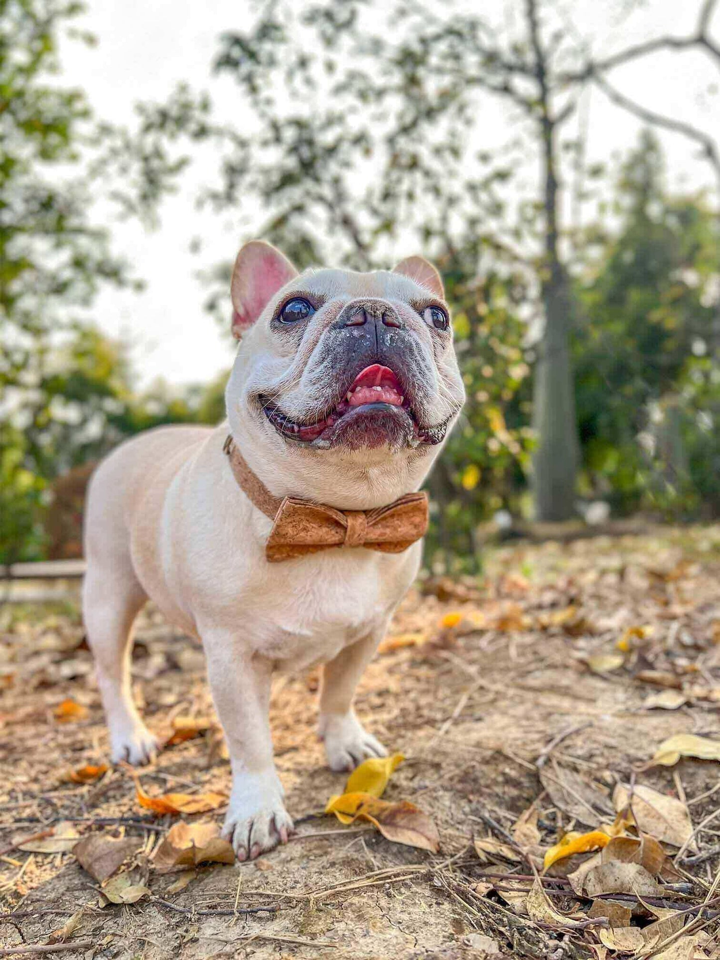 Dog Wooden Print Collar - Frenchiely