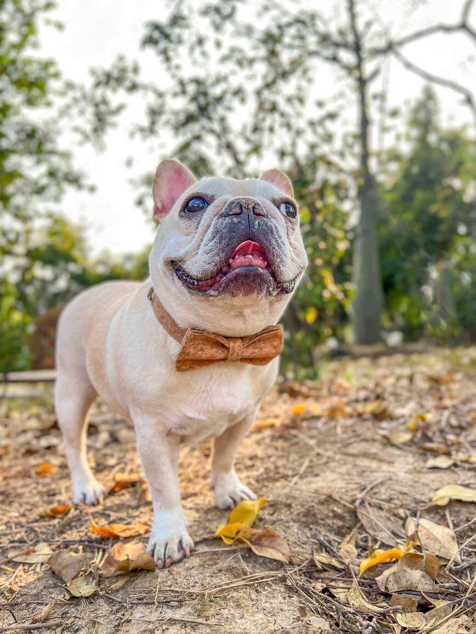 Dog Wooden Print Collar - Frenchiely