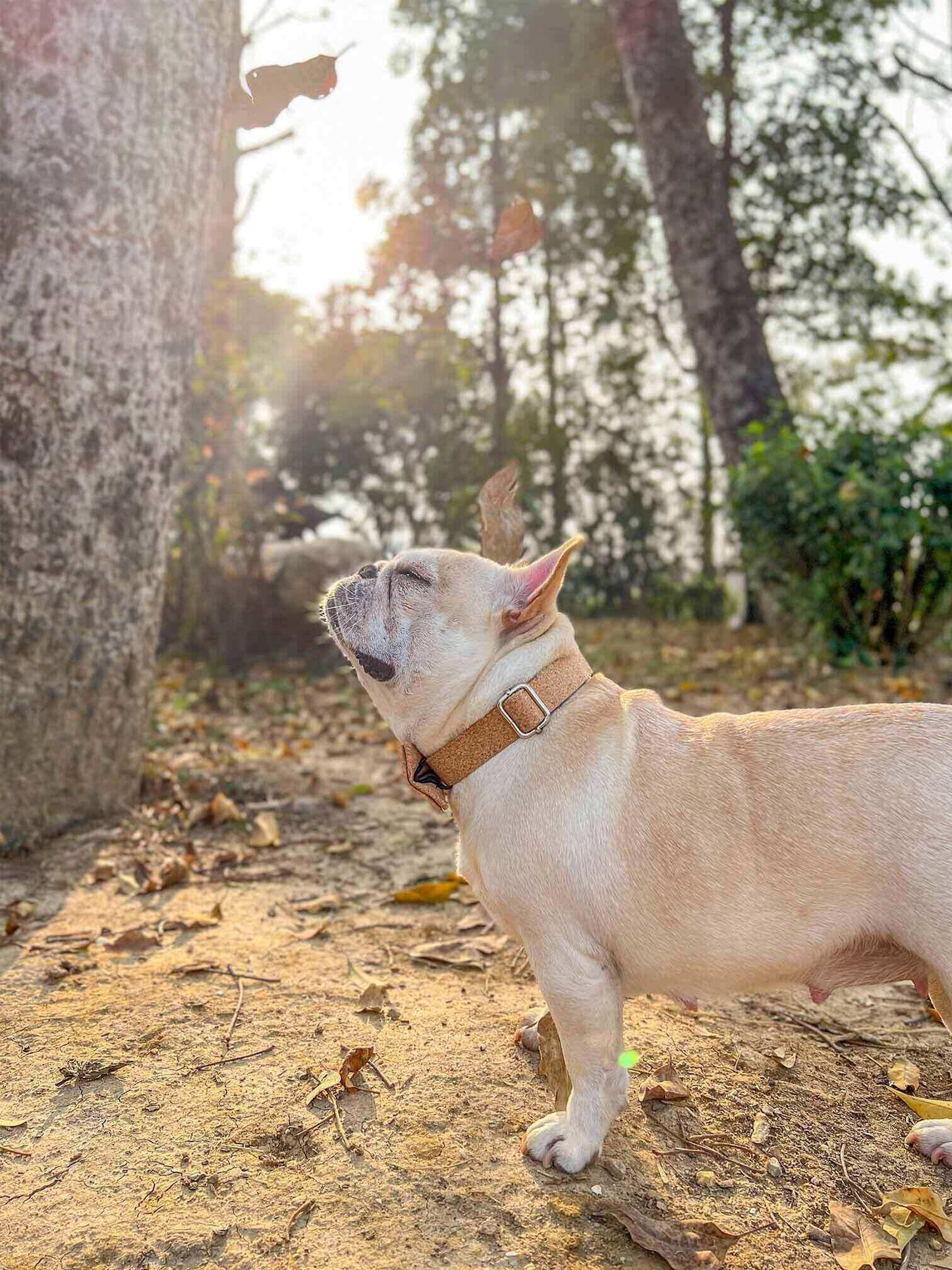 Dog Wooden Print Leash Set - Frenchiely