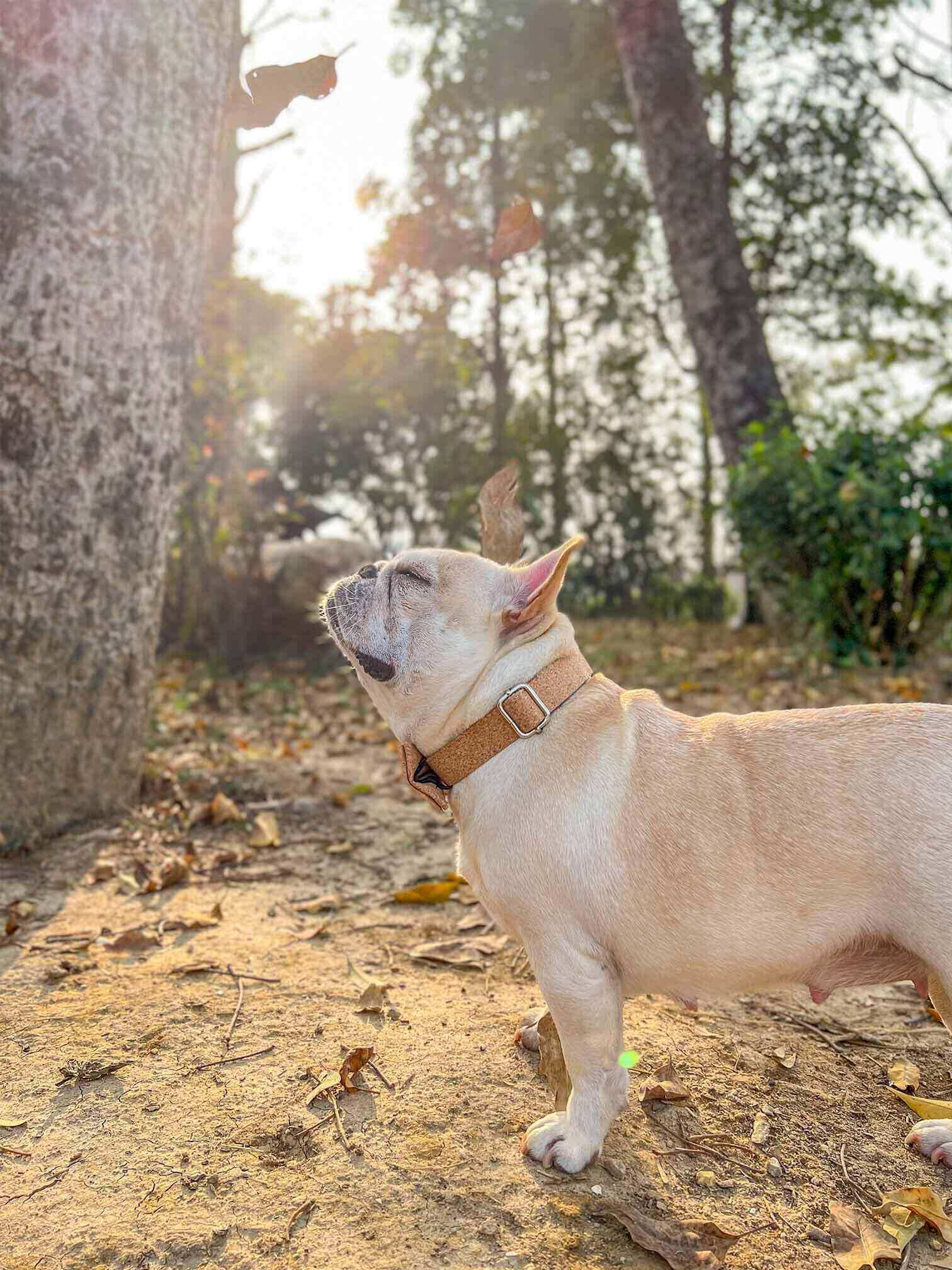 Dog Wooden Print Leash Set - Frenchiely