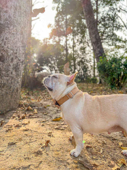Dog Wooden Print Leash Set - Frenchiely