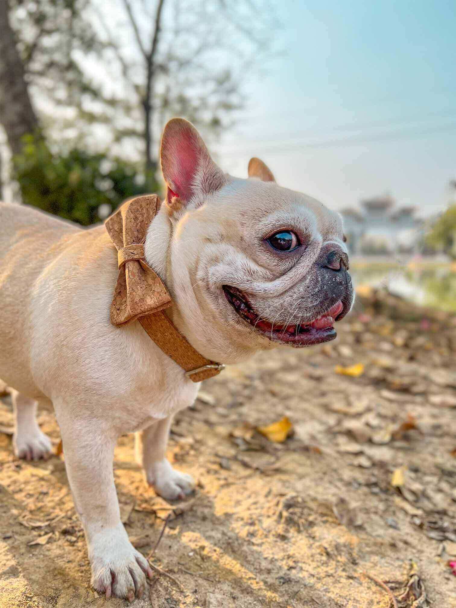 Dog Wooden Print Leash Set - Frenchiely