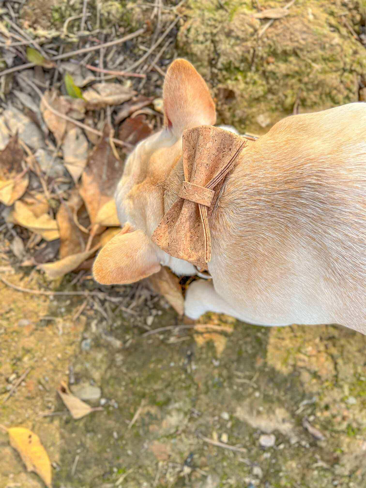 Dog Wooden Print Collar - Frenchiely
