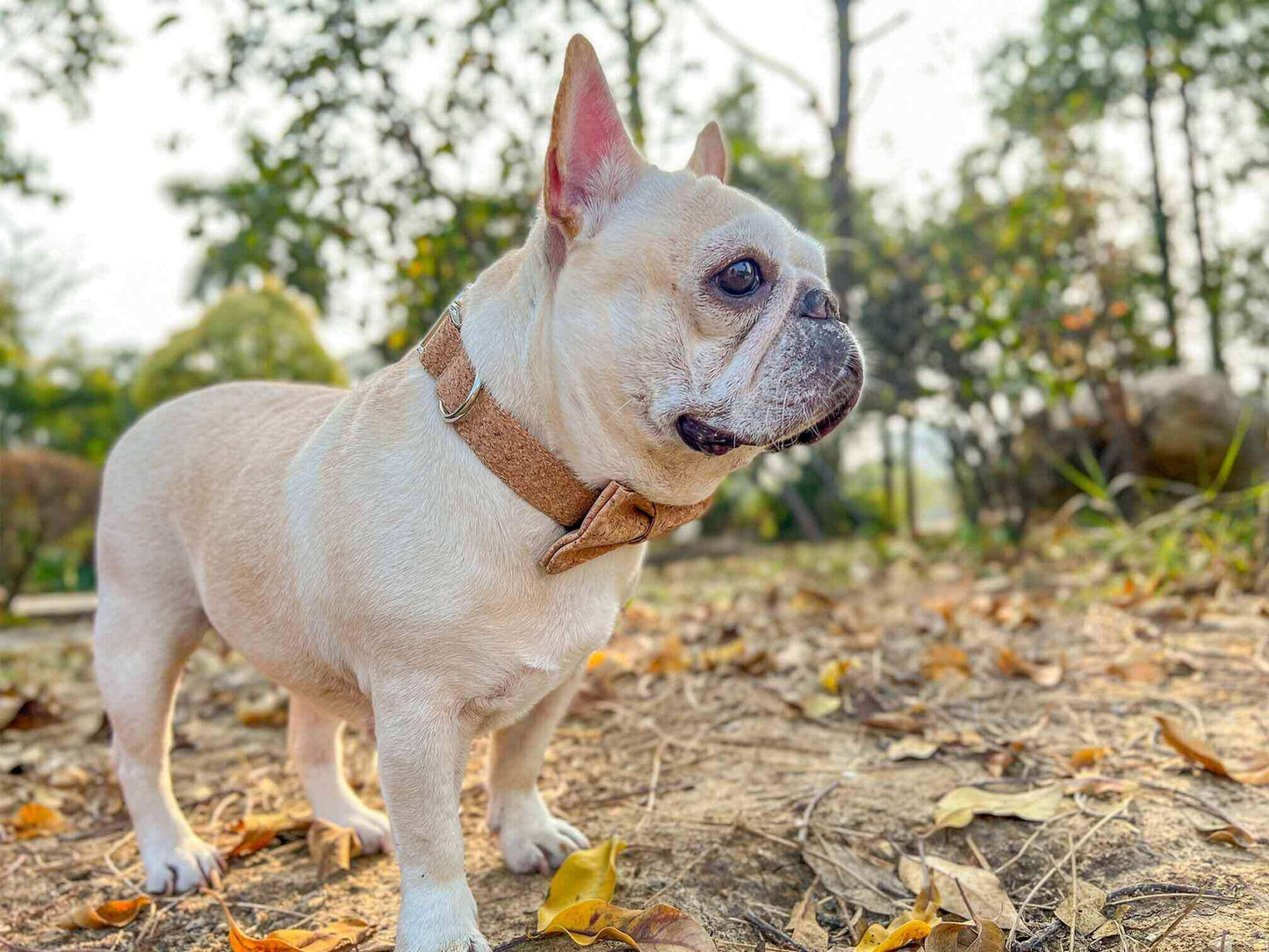 Dog Wooden Print Collar - Frenchiely