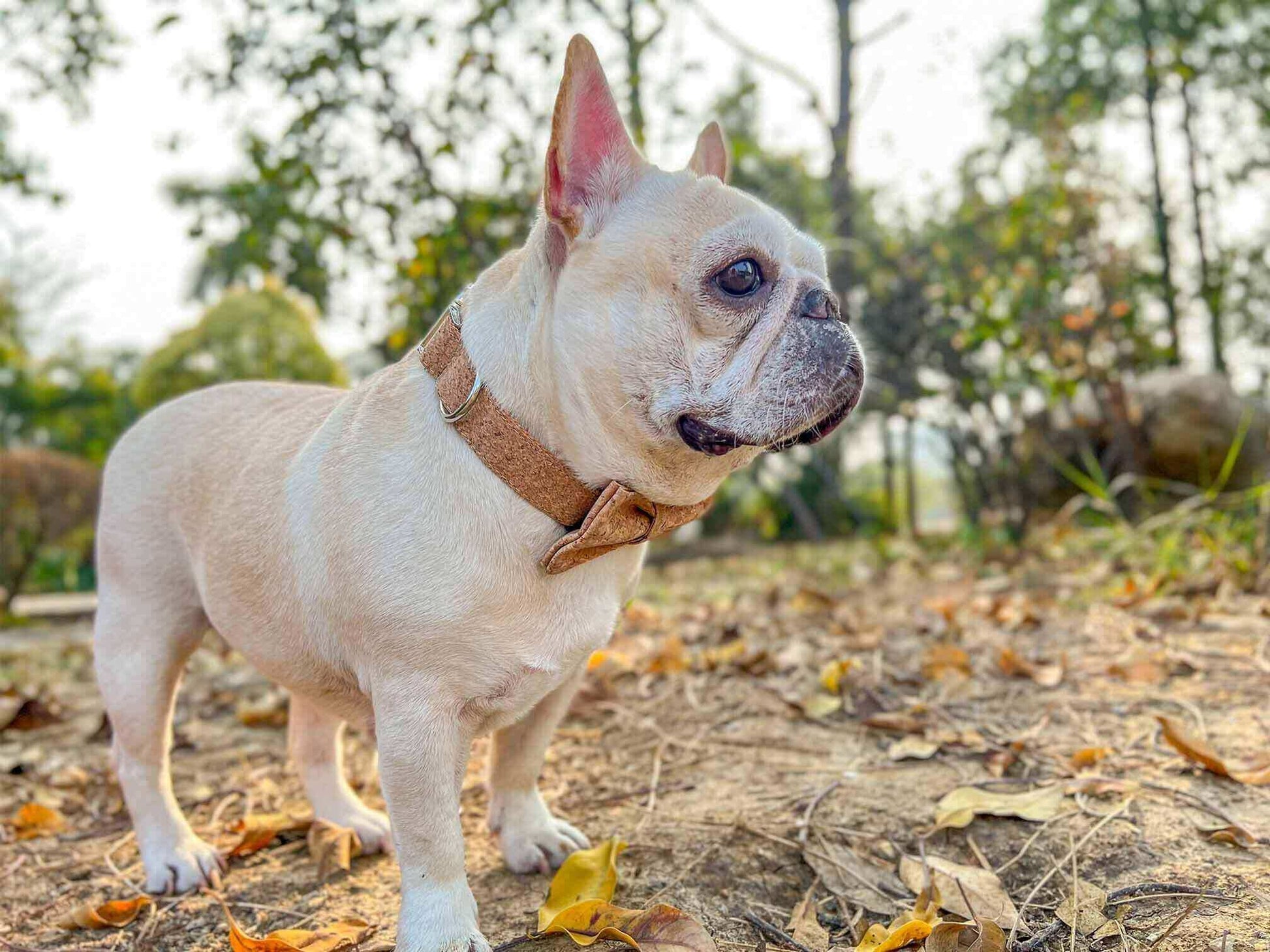 Dog Wooden Print Collar - Frenchiely