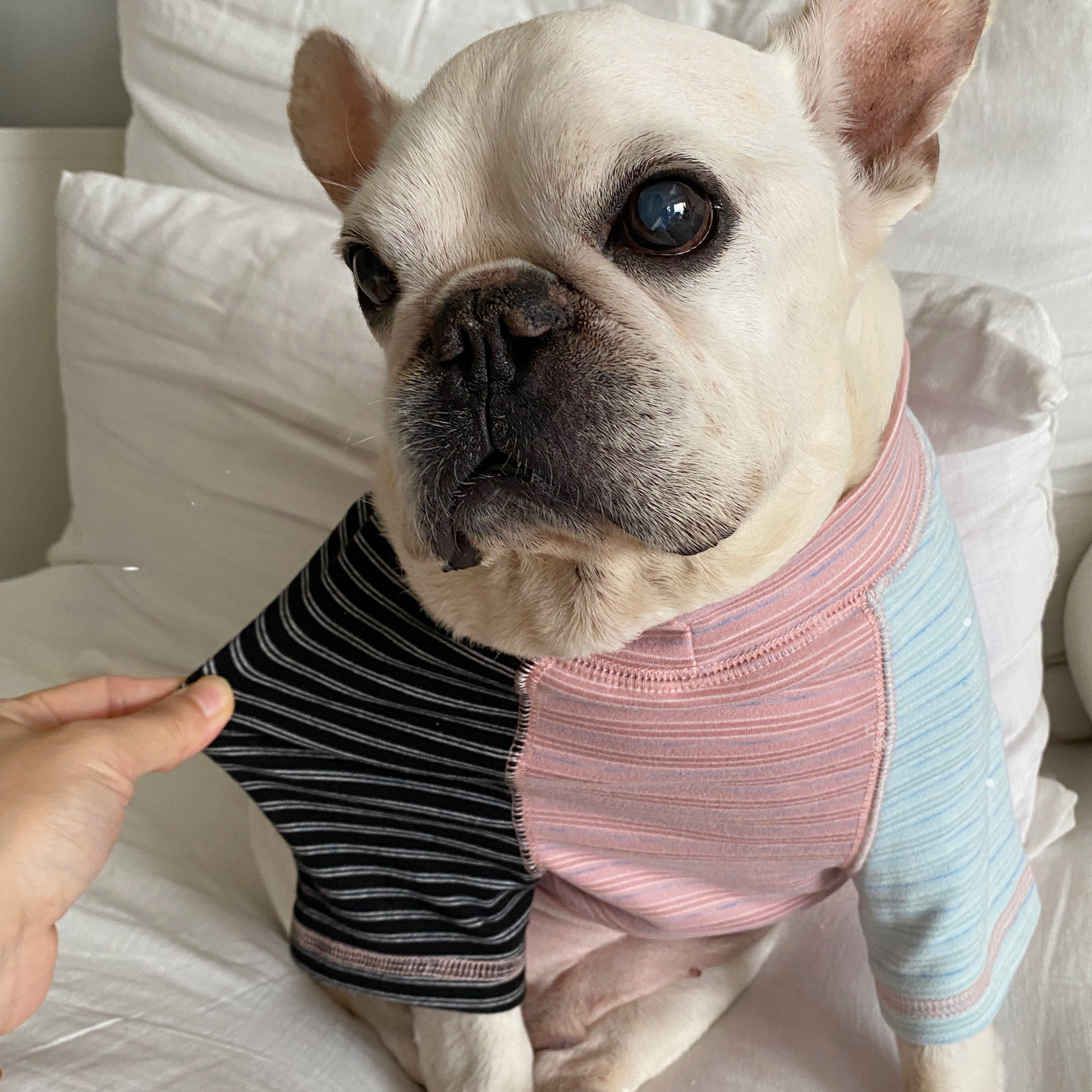 Pink Stripe Shirt dogPinkStripeShirtformediumdogs_10