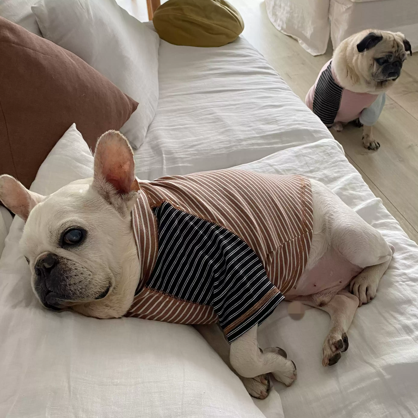 Pink Stripe Shirt dogPinkStripeShirtformediumdogs_11