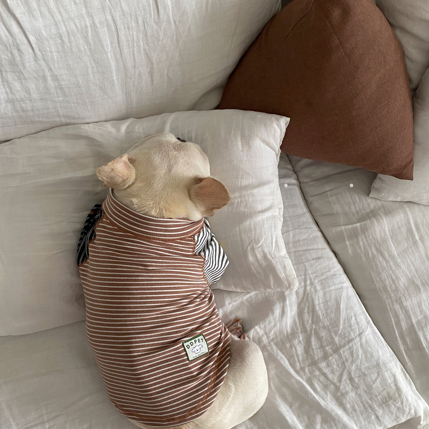 Pink Stripe Shirt dogPinkStripeShirtformediumdogs_8