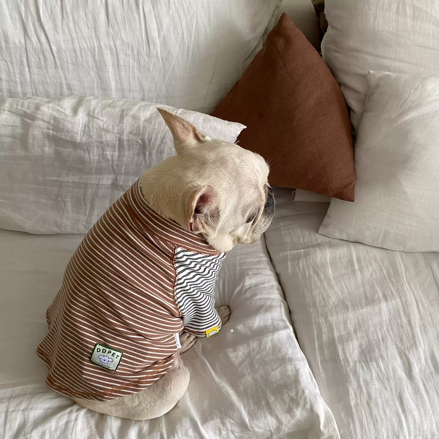 Pink Stripe Shirt dogPinkStripeShirtformediumdogs_9