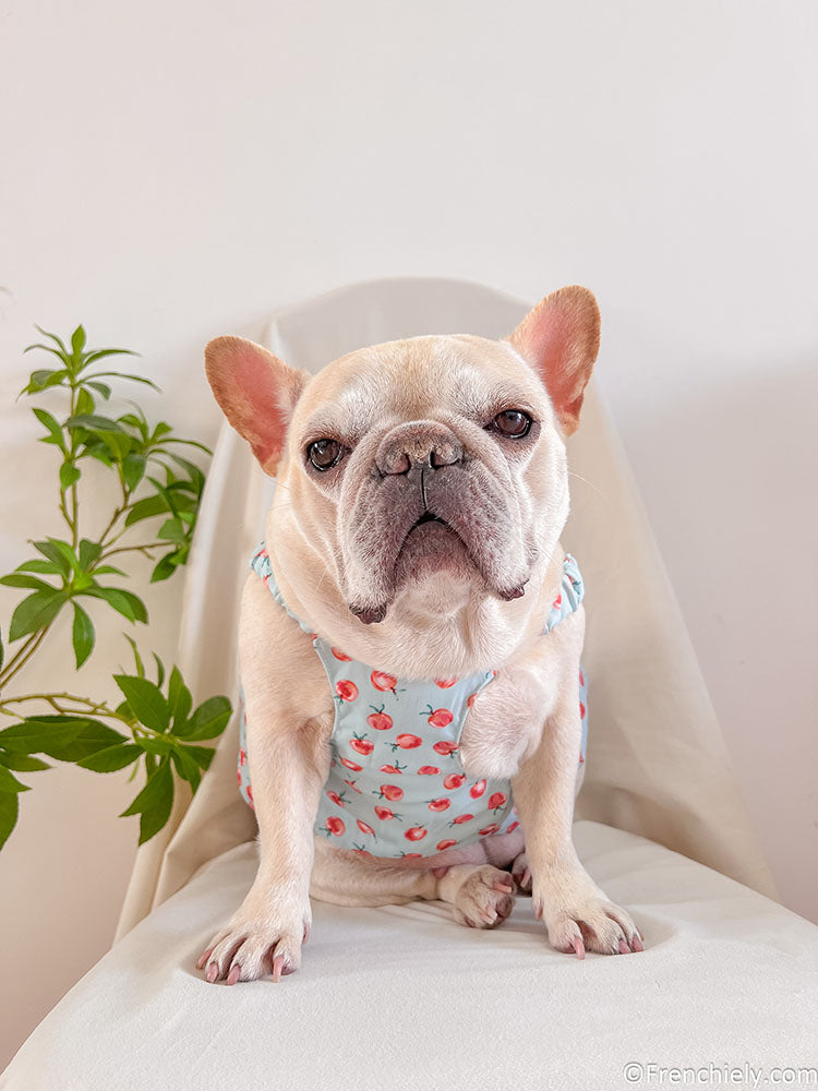dog summer cute dress for french bulldogs by Frenchiely