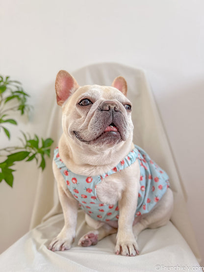 dog summer cute dress for french bulldogs by Frenchiely