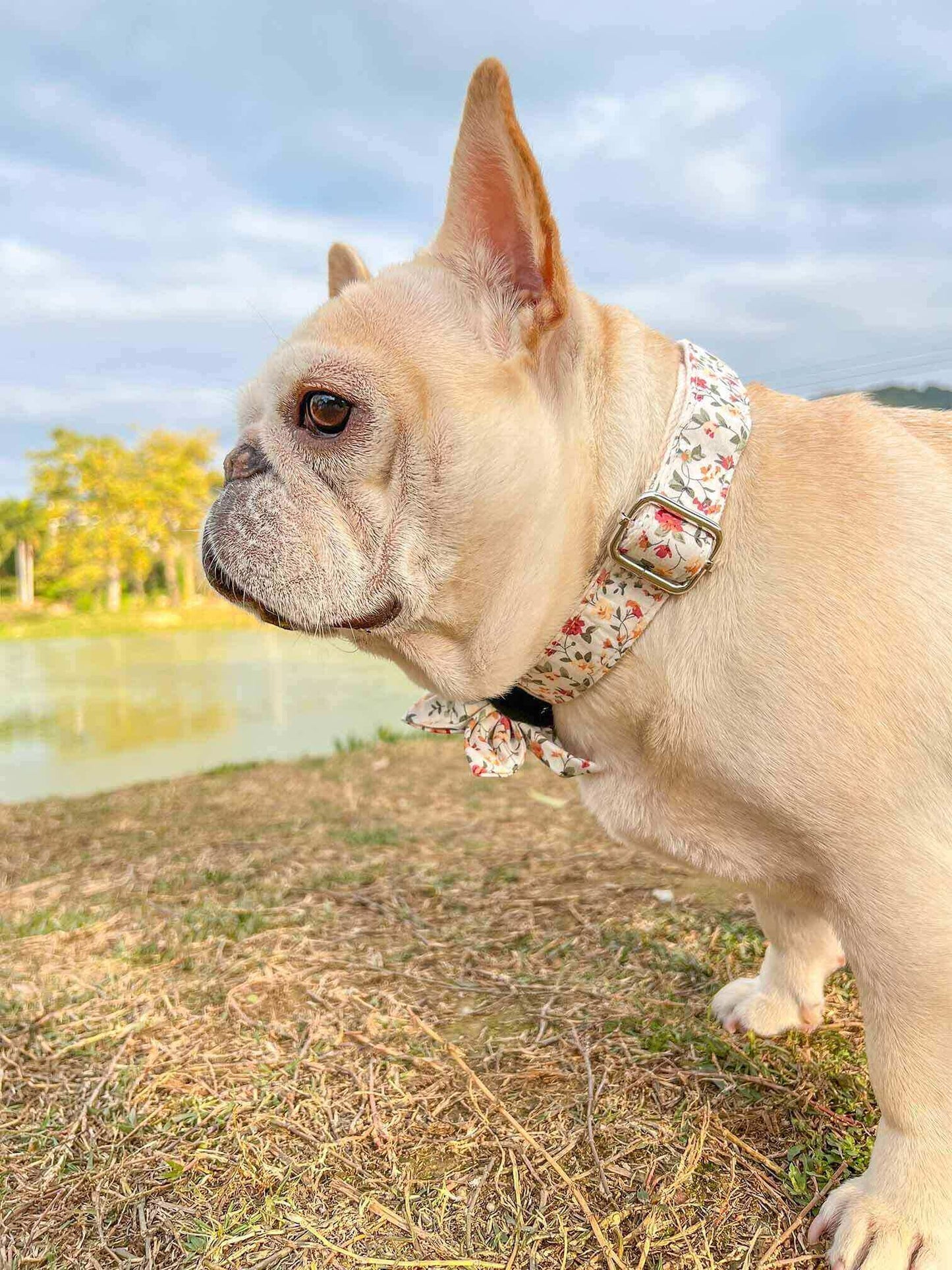 Dog White Flower Collar - Frenchiely