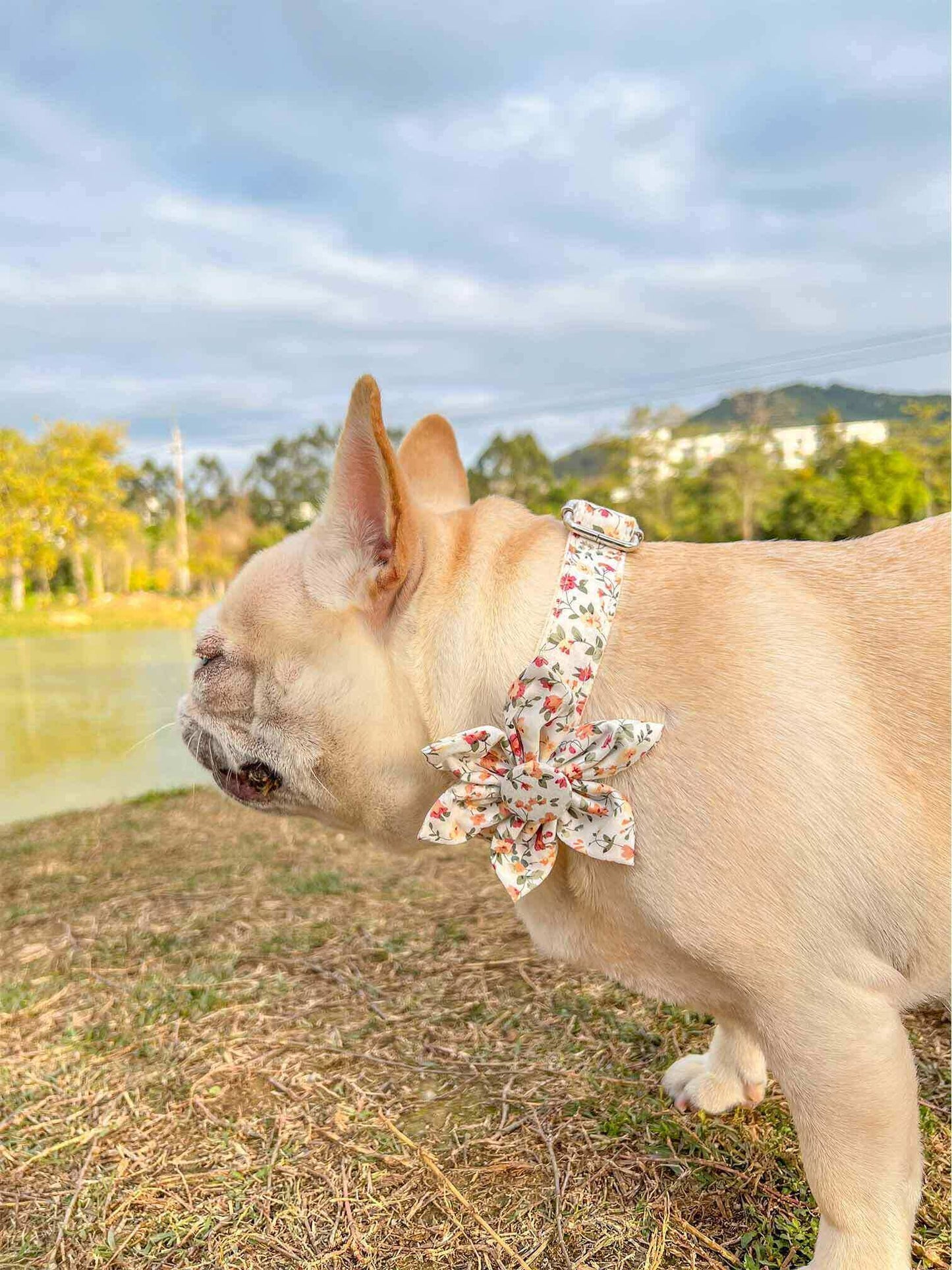 Dog White Flower Collar - Frenchiely