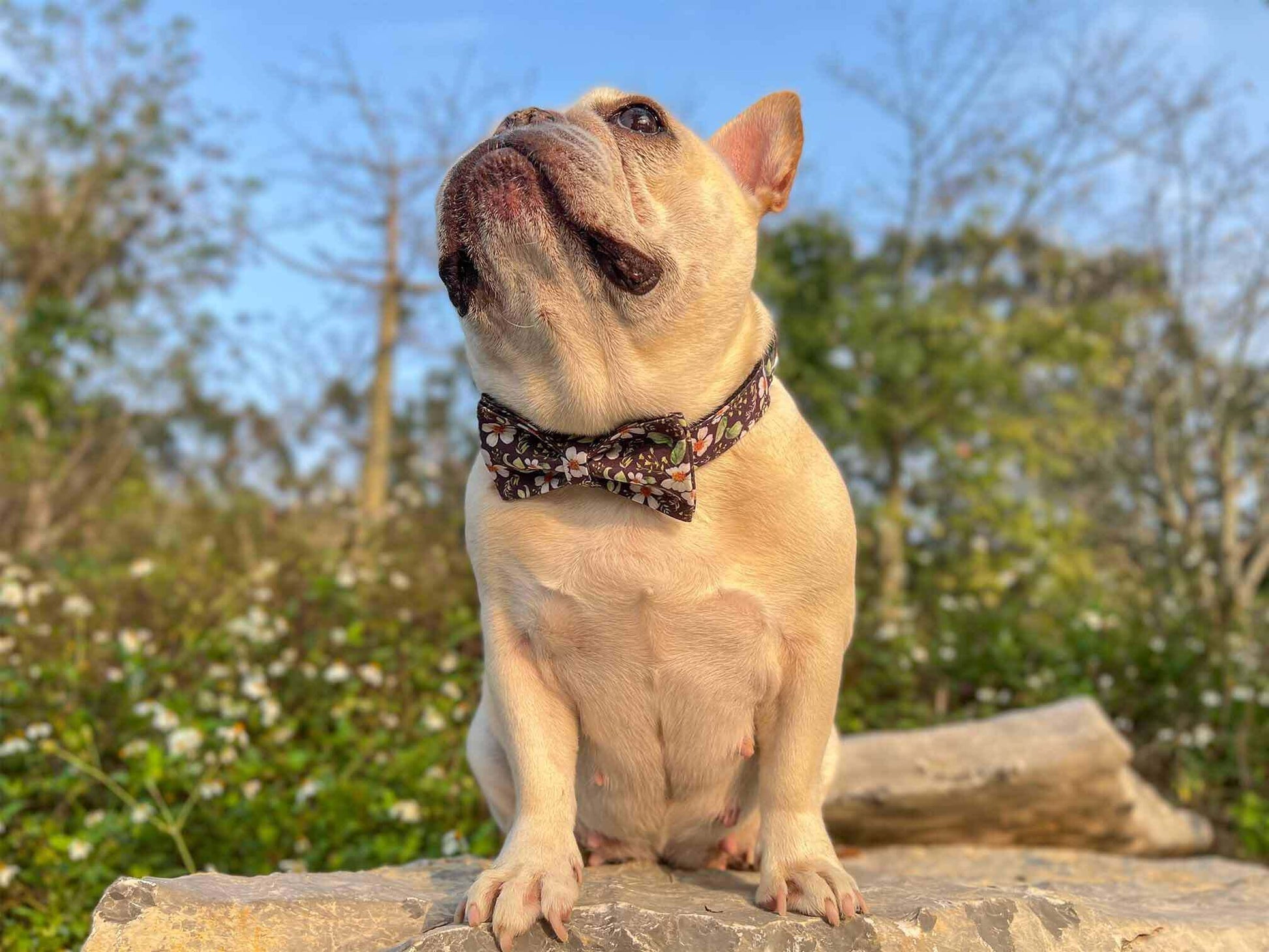 Dog Black Daisy Leash Set - Frenchiely