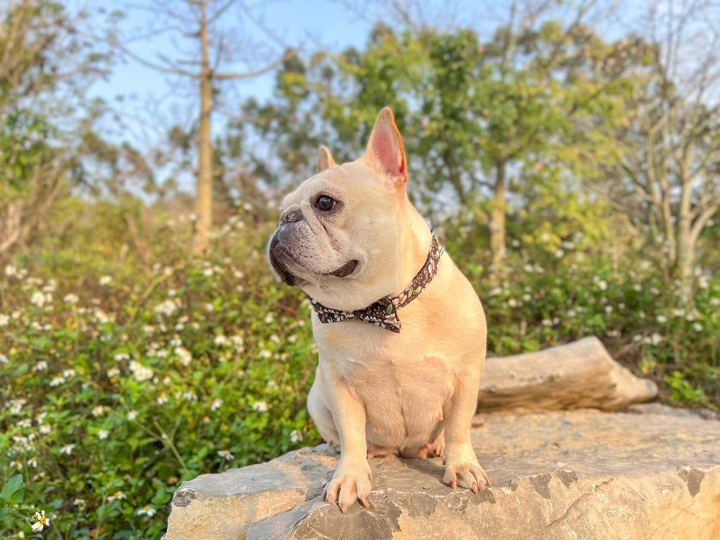Dog Black Daisy Collar - Frenchiely