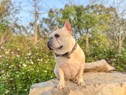 Dog Black Daisy Collar - Frenchiely