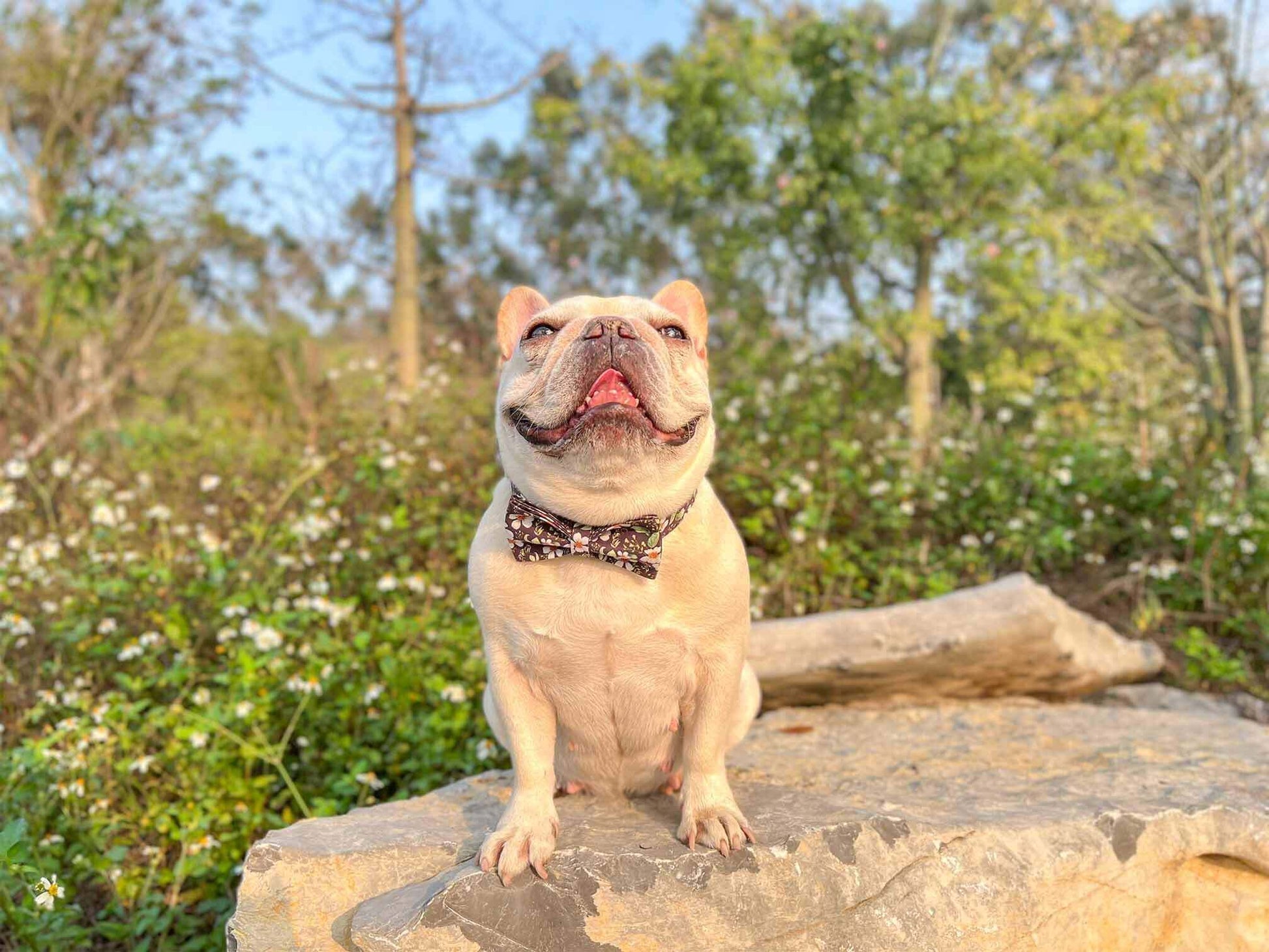 Dog Black Daisy Collar - Frenchiely