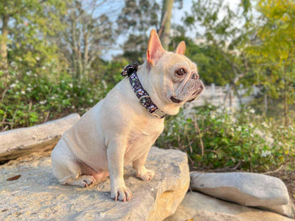 Dog Black Daisy Collar - Frenchiely
