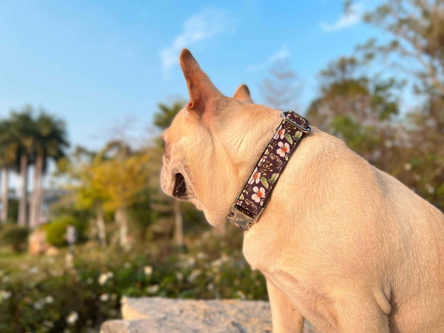 Dog Black Daisy Collar - Frenchiely