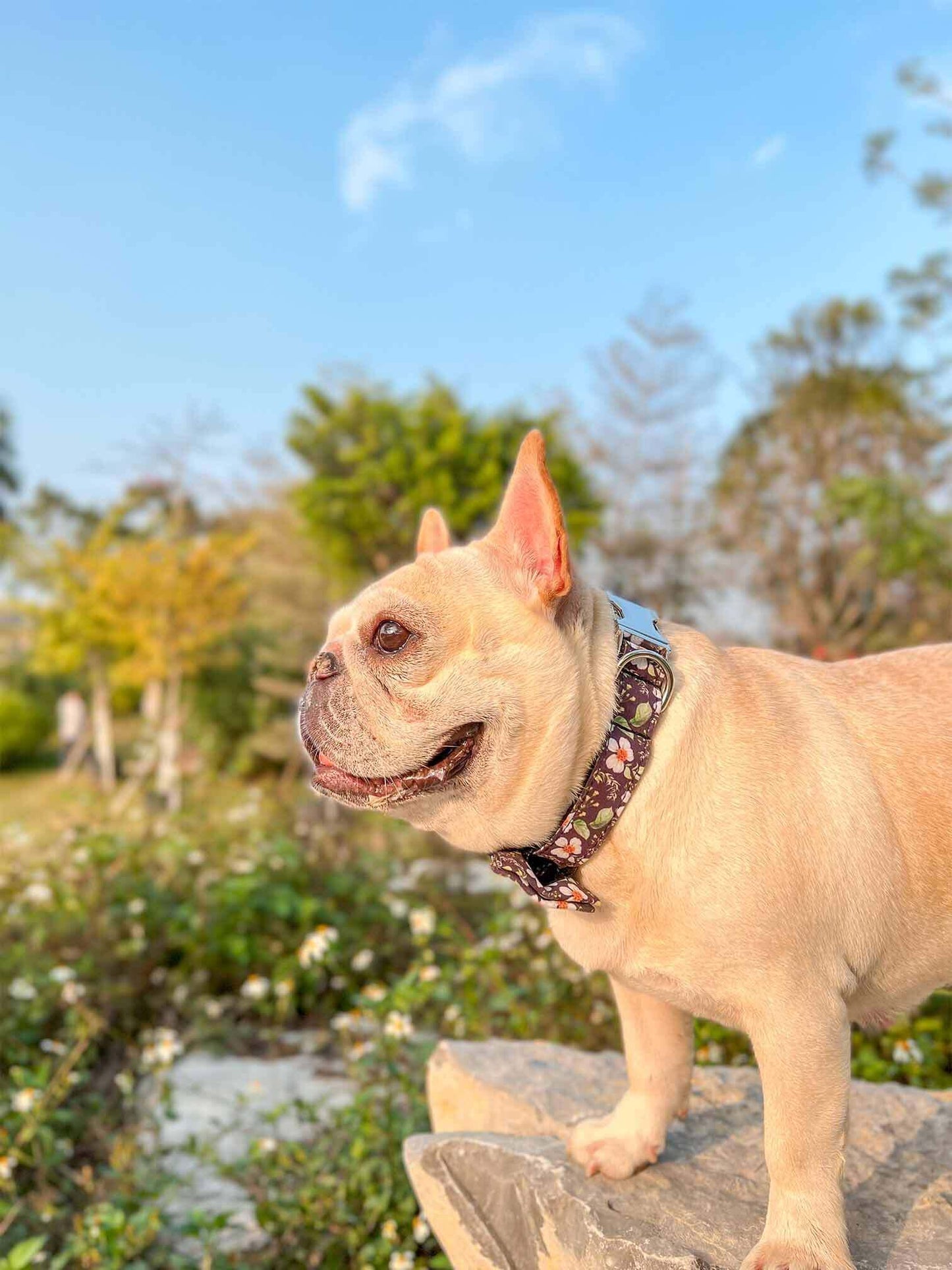 Dog Black Daisy Collar - Frenchiely