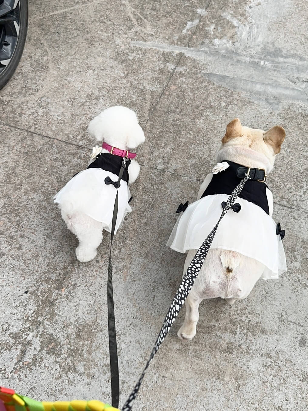 dog black n white dress for medium dog breeds 