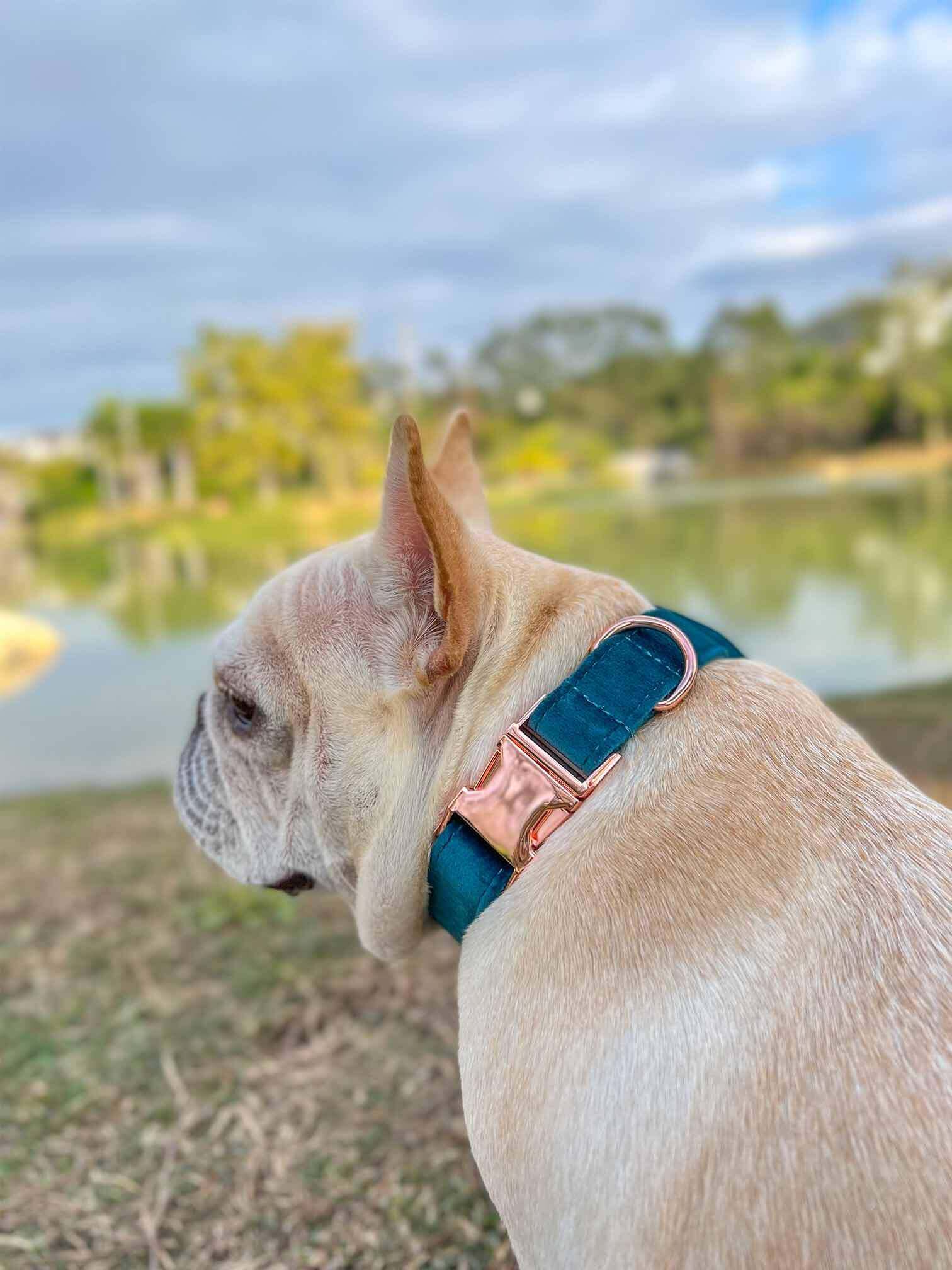 Dog Royal Blue Leash Set - Frenchiely