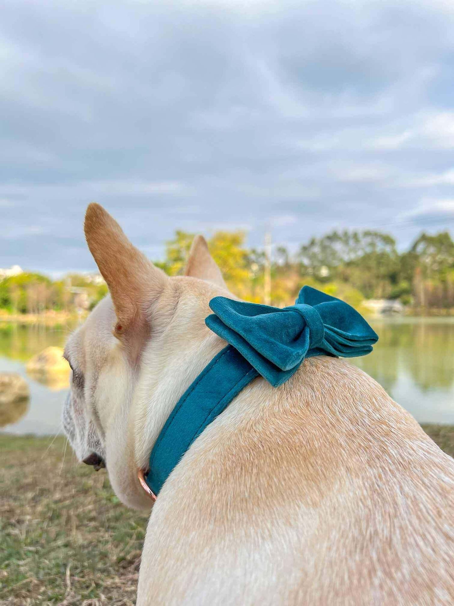 Dog Royal Blue Leash Set - Frenchiely