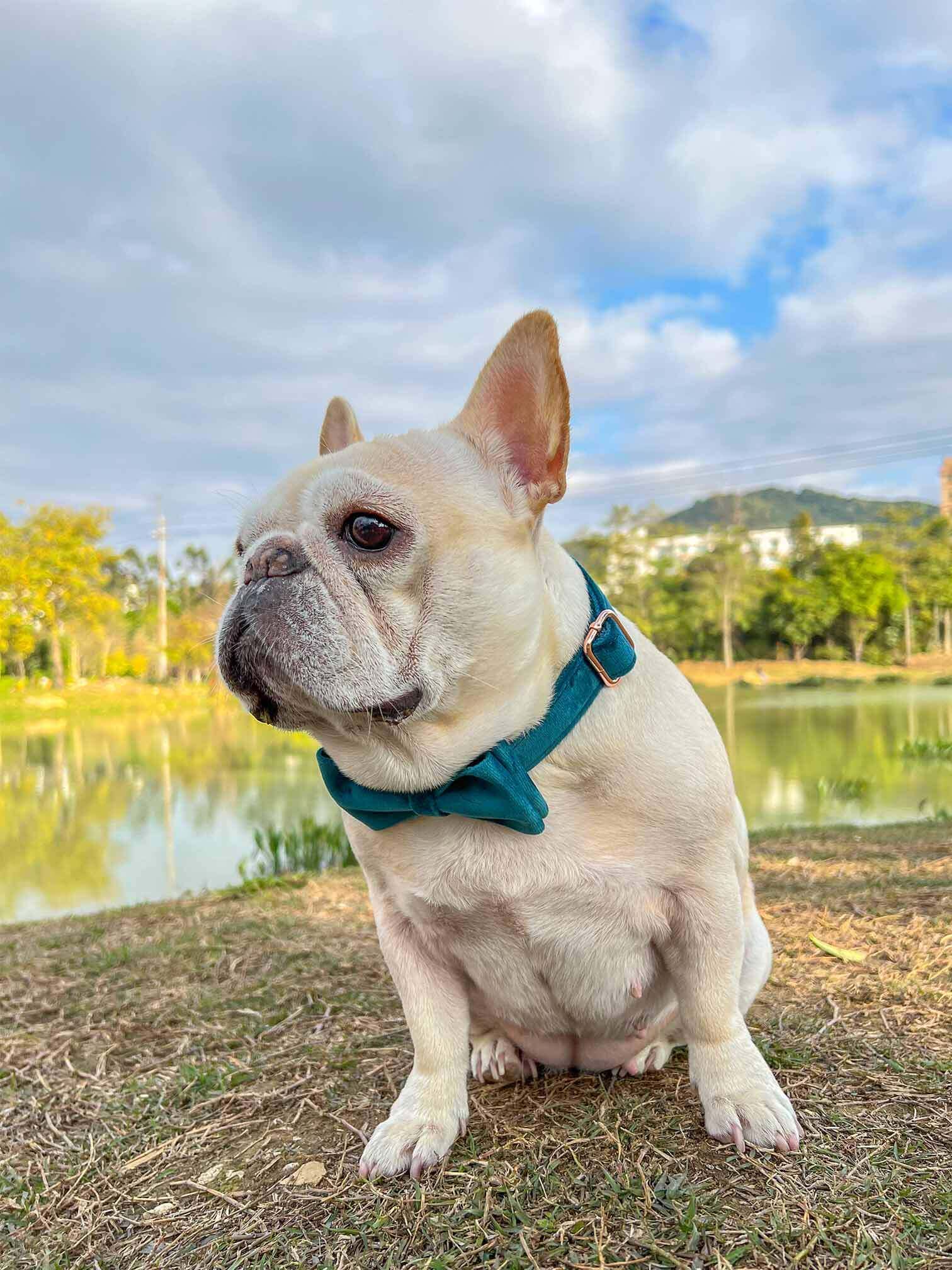 Dog Royal Blue Collar - Frenchiely