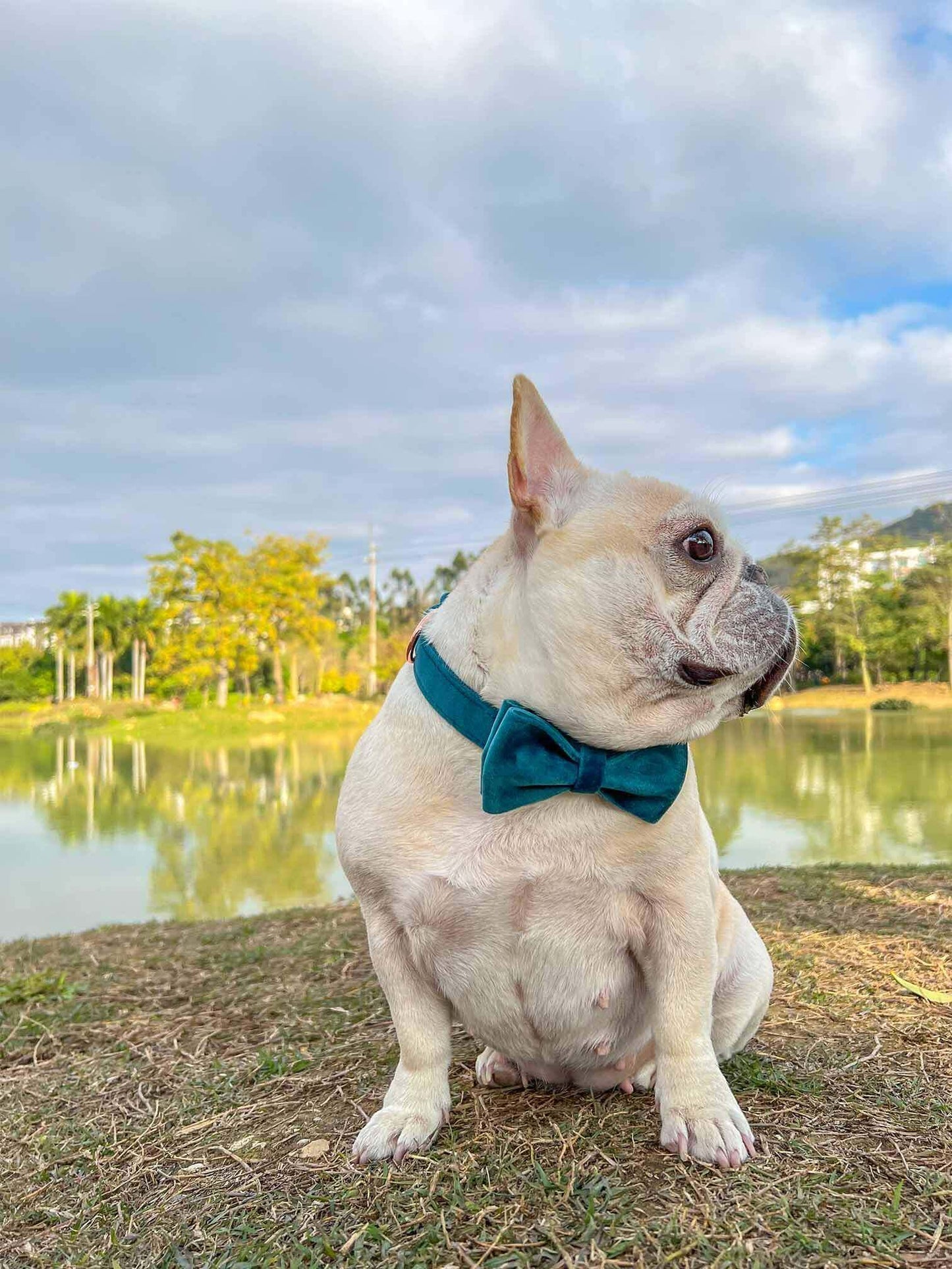Dog Royal Blue Leash Set - Frenchiely