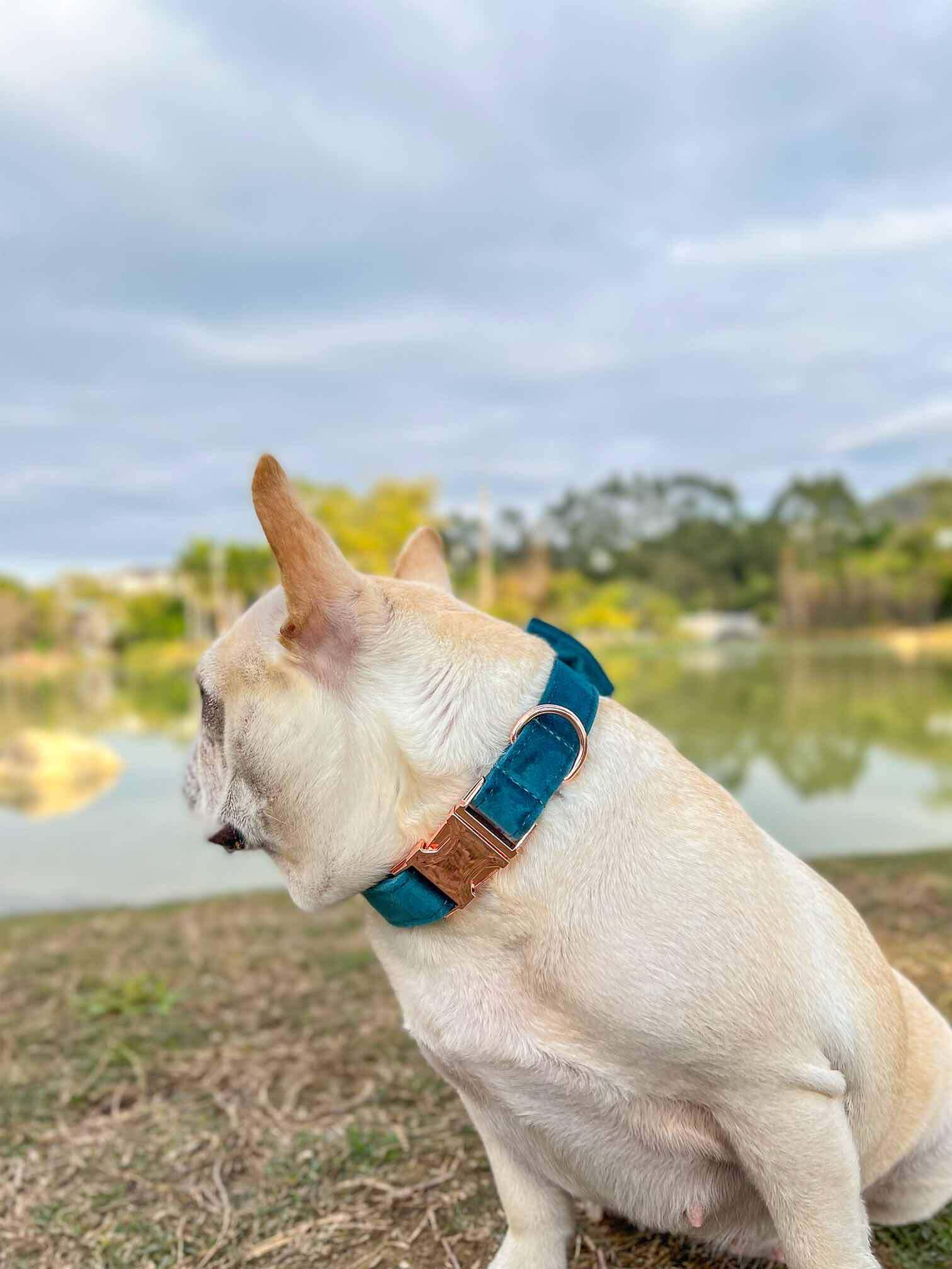 Dog Royal Blue Leash Set - Frenchiely