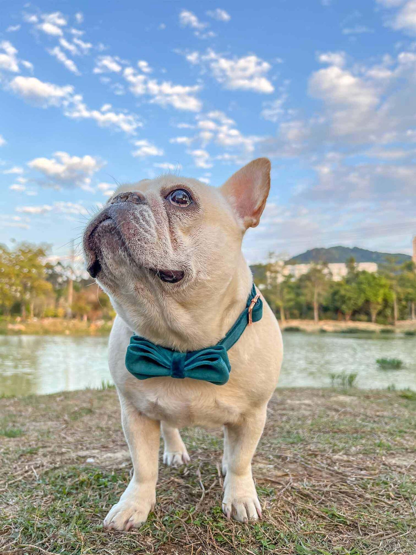 Dog Royal Blue Leash Set - Frenchiely