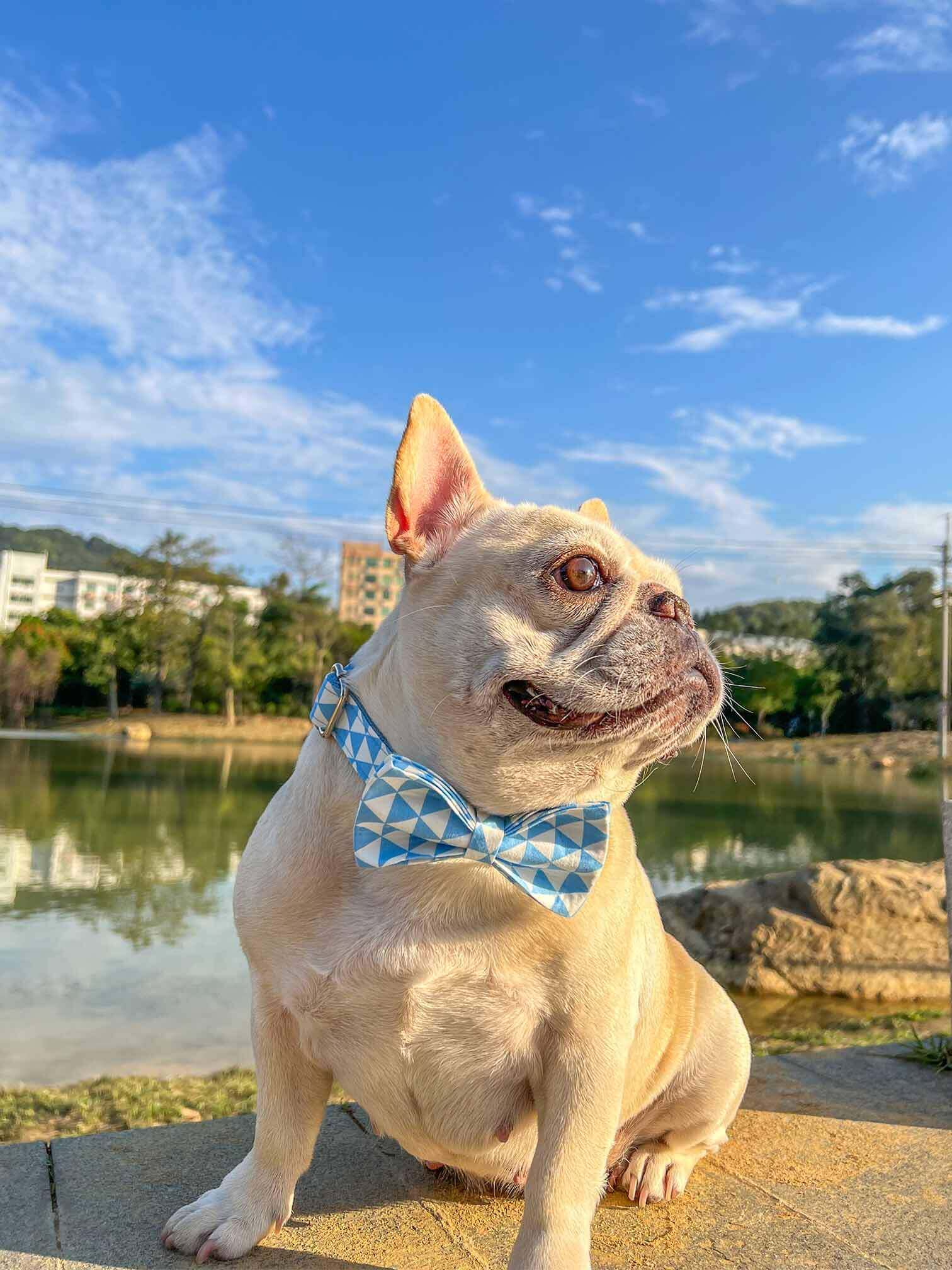 Dog Blue White Collar - Frenchiely