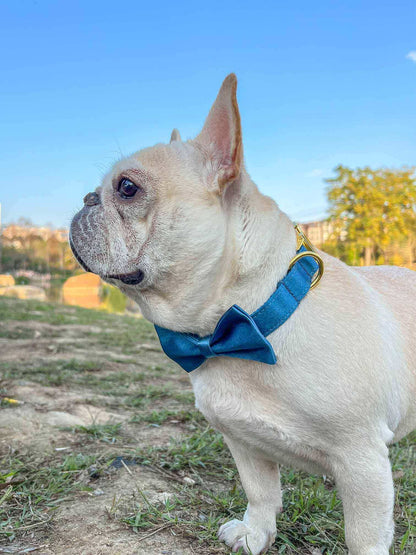 Blue Collar Golden Buckle - Frenchiely