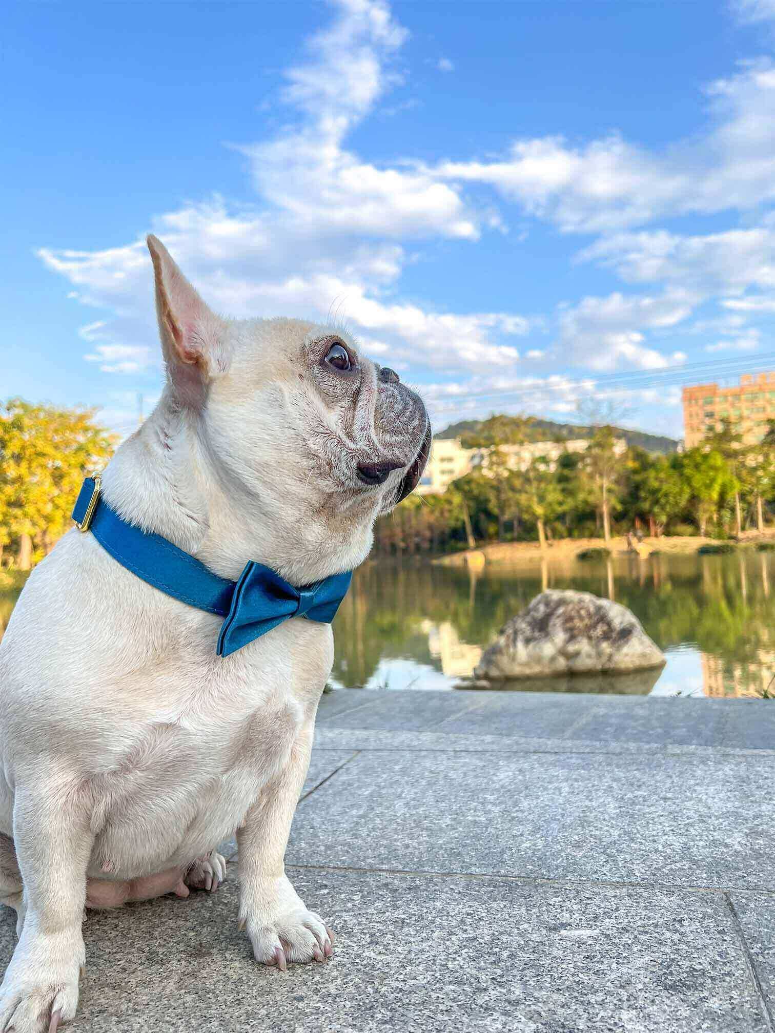 Dog Blue Collar Leash Set - Frenchiely